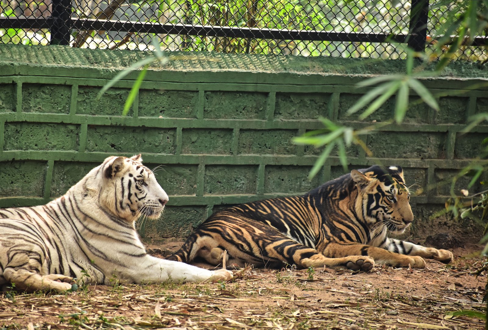 Nandankanan Zoo